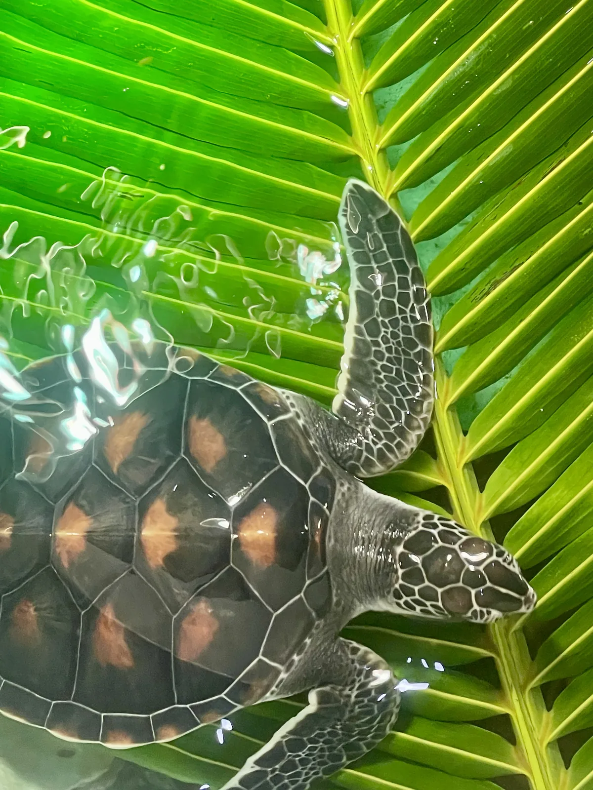 A hawksbill turtle swimming over a Green Palm leaf