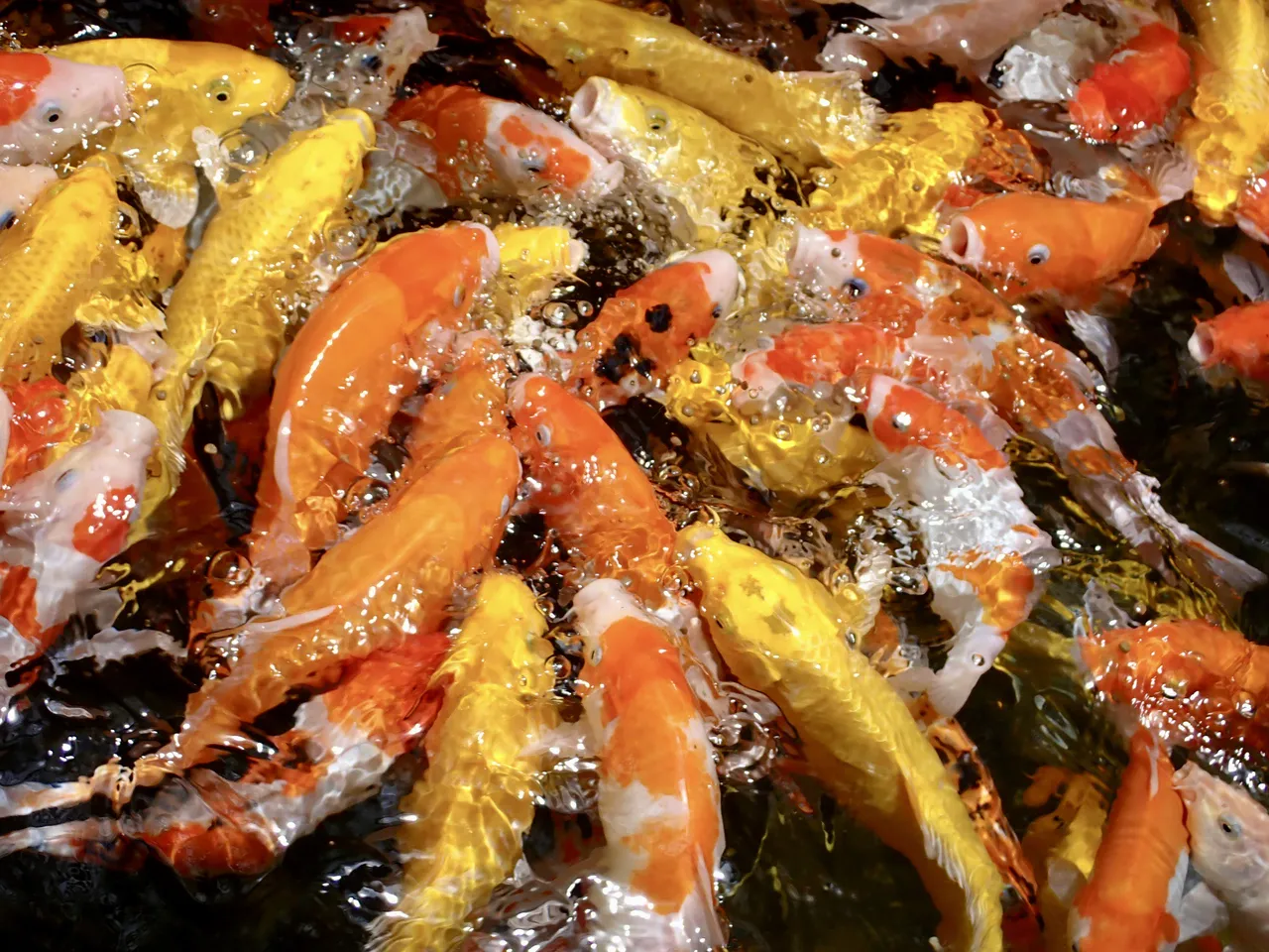 Brightly coloured fish crowding the clear water at a Blue Lagoon base area