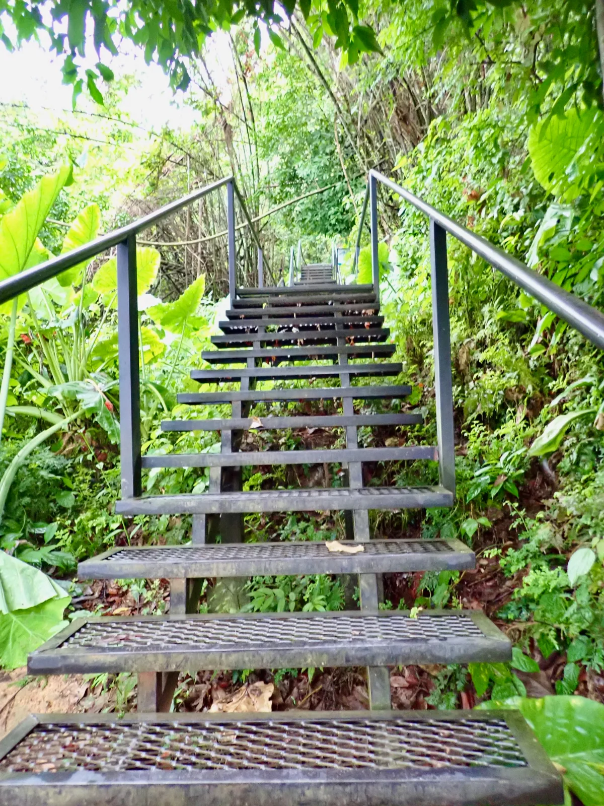 Stairs in the jungle in Laos