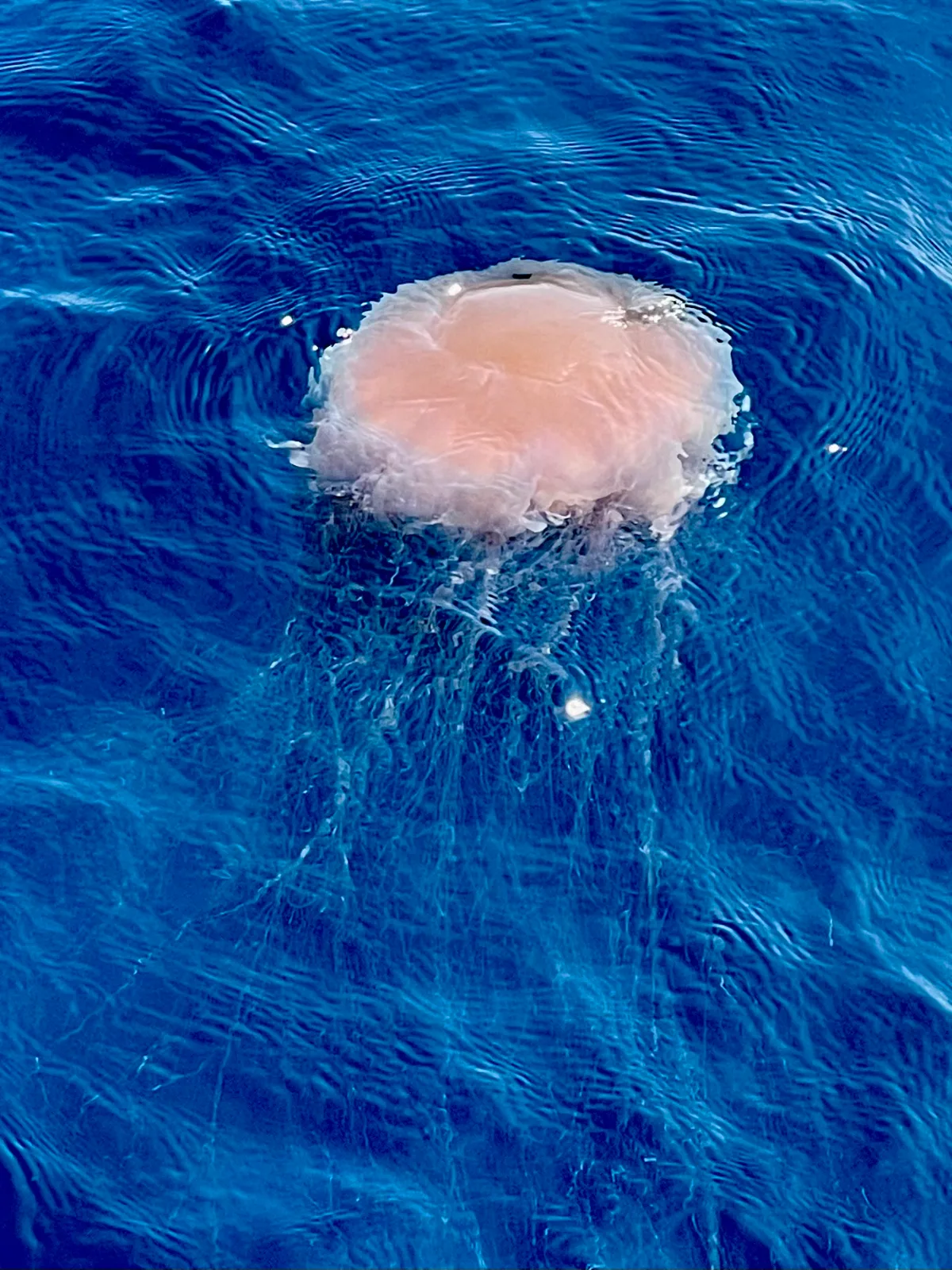 A pink lion's mane jellyfish floating at the Surface of the blue ocean around Koh Tao Thailand