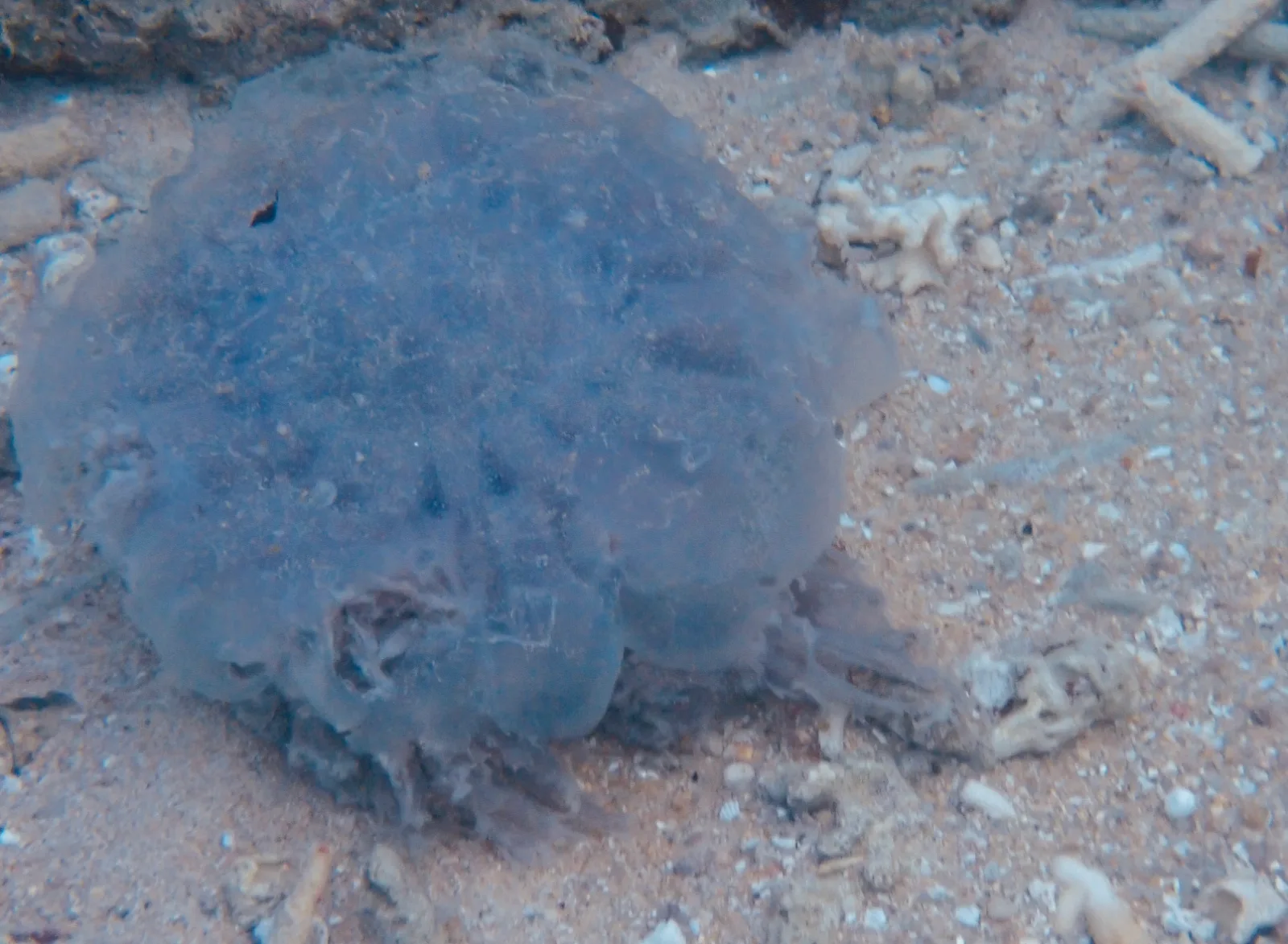 A dying blue lion's mane jellyfish washing up to the Shore in Koh Tao with a sandy background