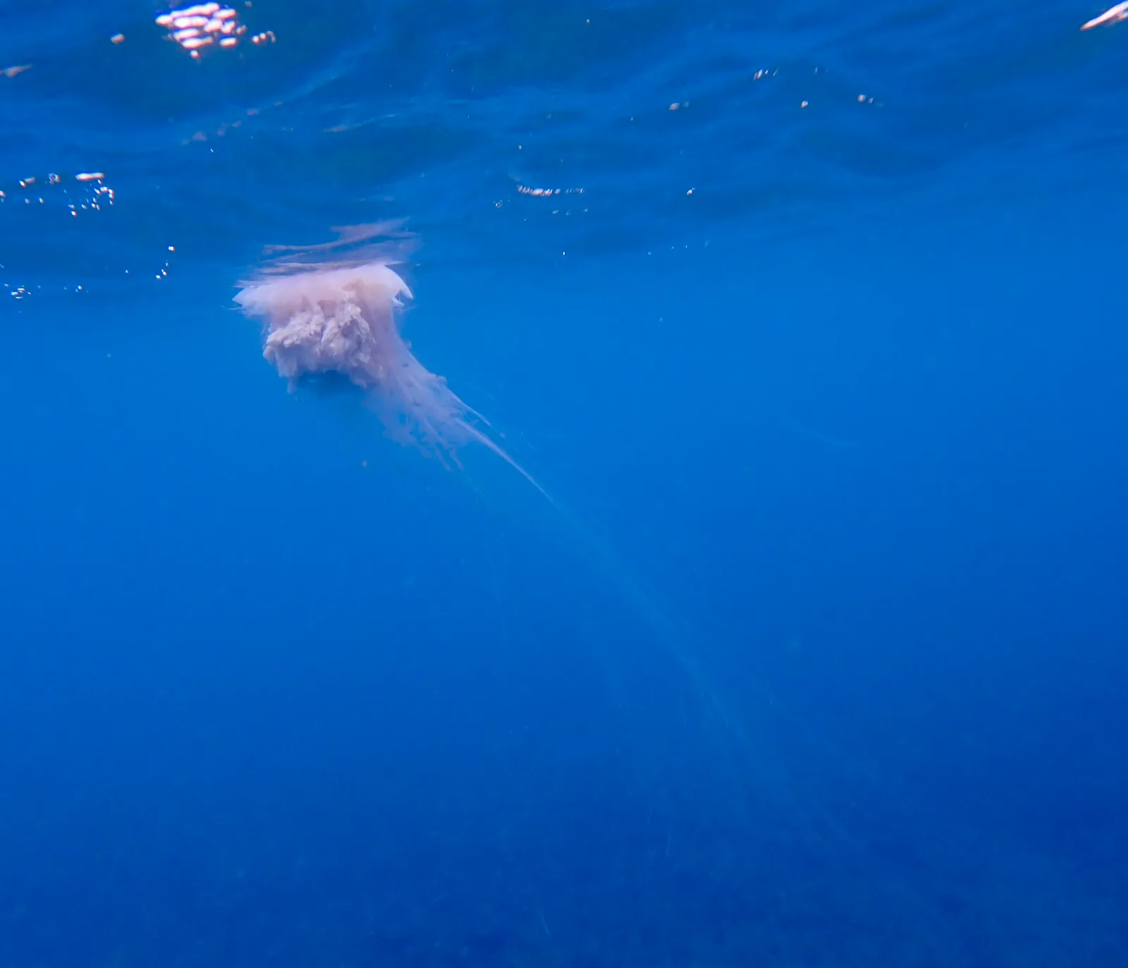 A pink lion's mane jellyfish with Long tentacles flowing in blue ocean water in Shark Bay Koh Tao Thailand